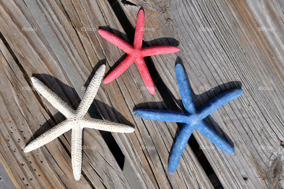 Red white and blue starfish. 