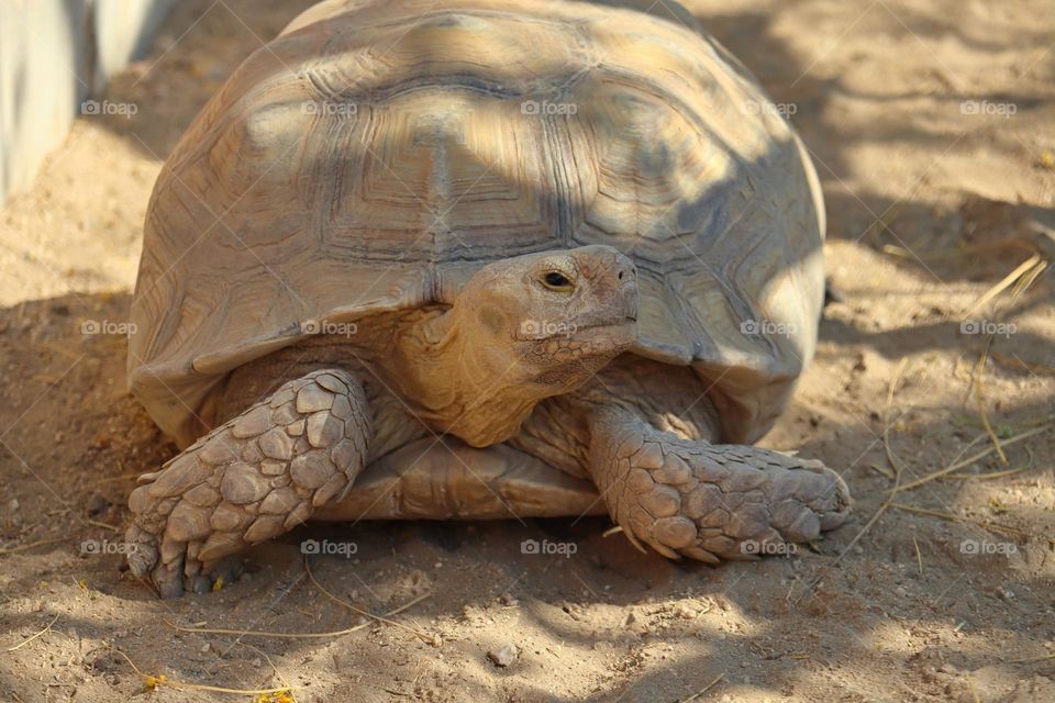 Tortoise