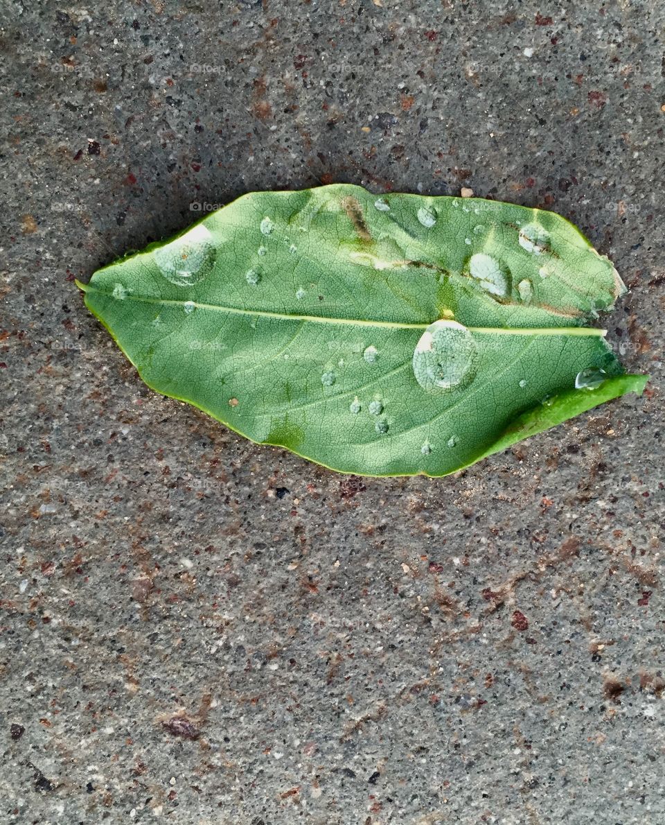 Raindrops on dead leafs 