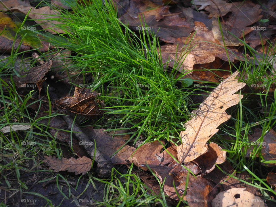 the joy of the leaf