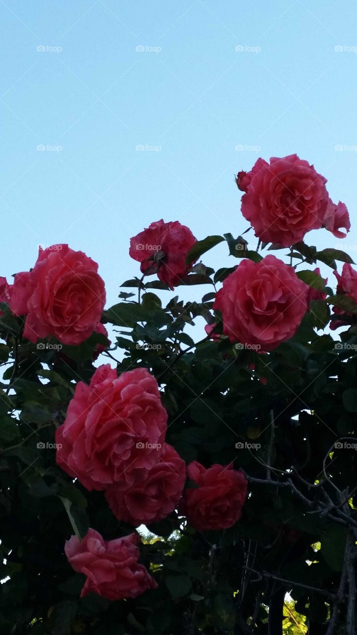 red roses accented by a flawless blue sky,  dreams are made of this