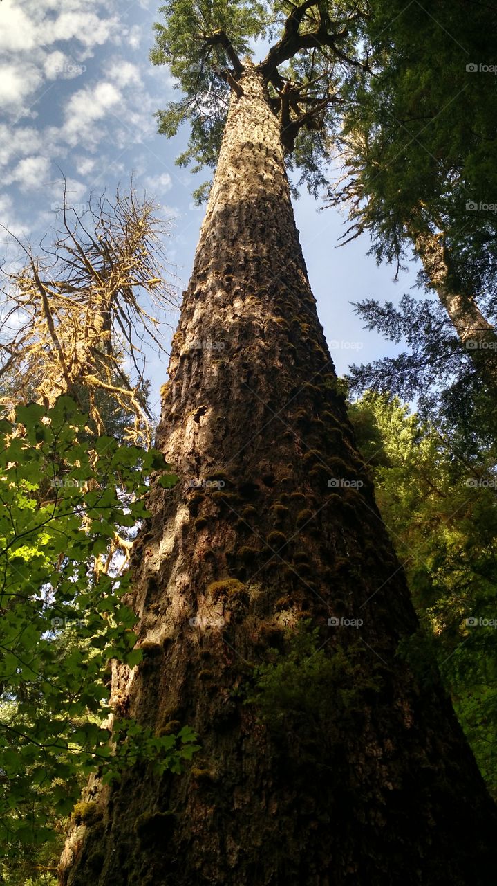 California Redwoods. August 2015