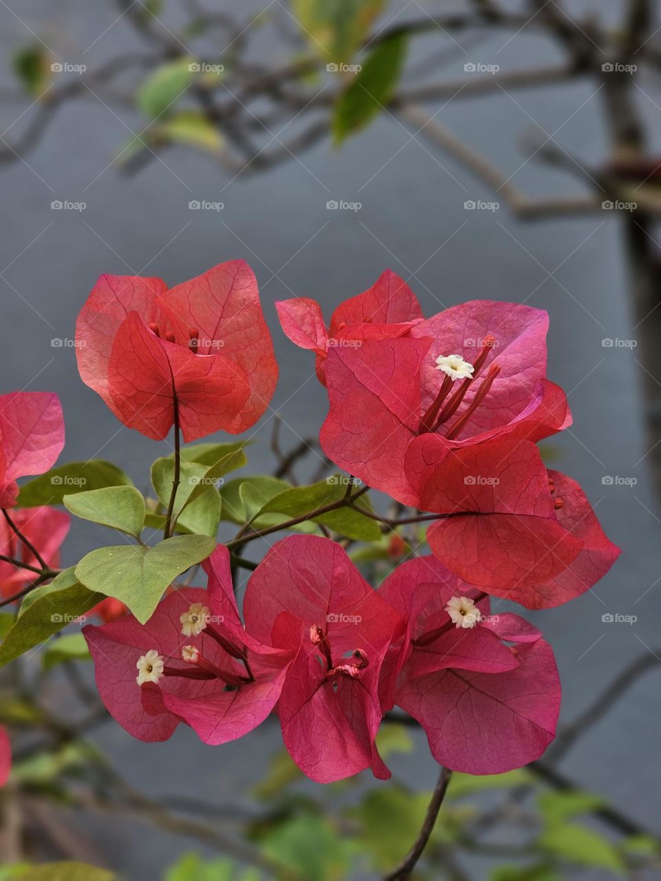 Blooming red flowers at Hong Kong Victoria Park