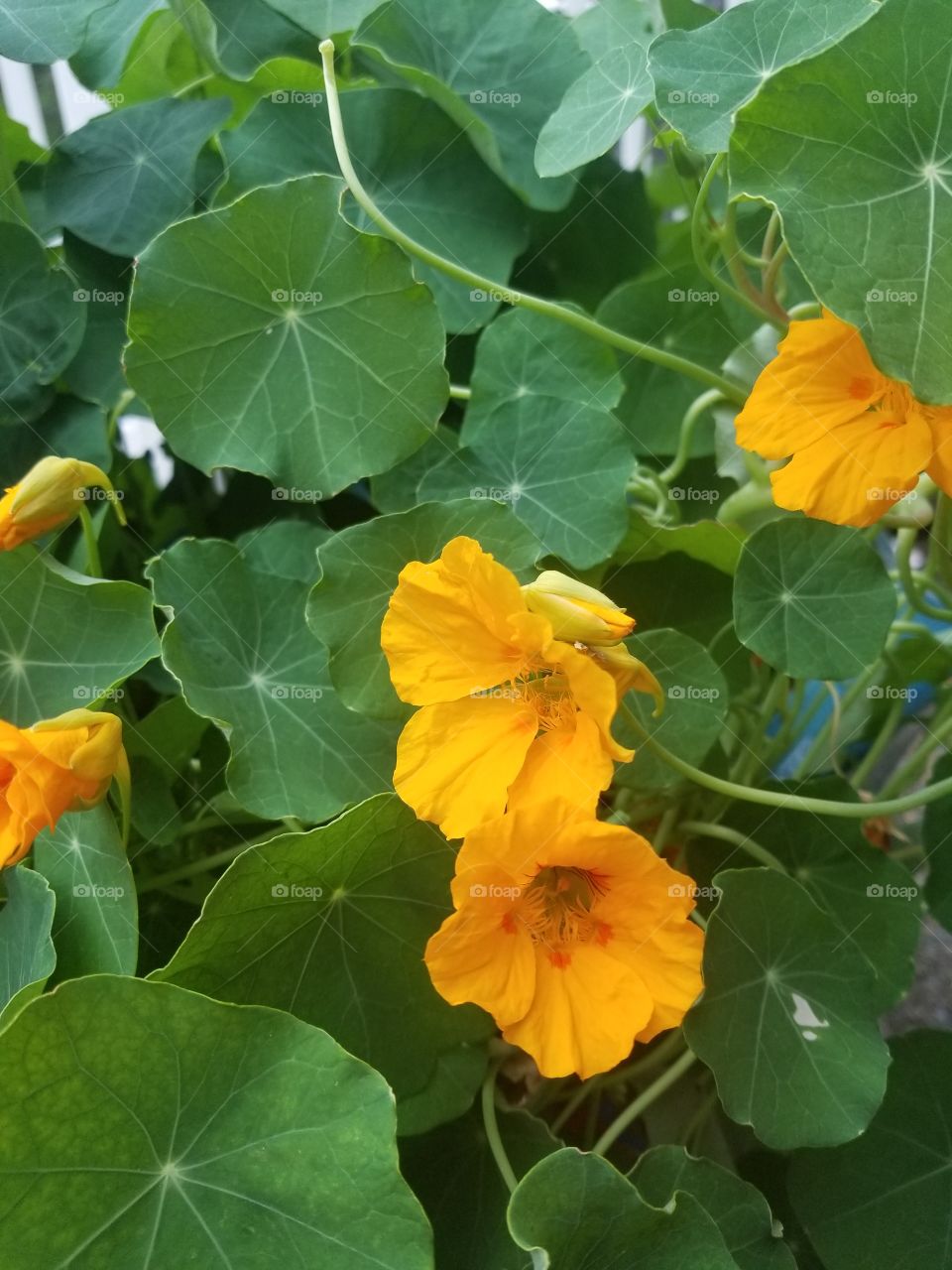 nasturtium