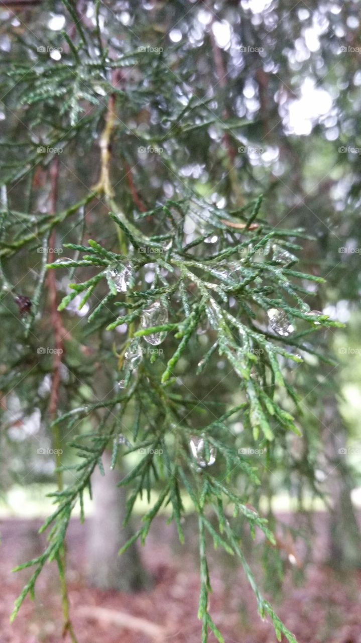 rain drops