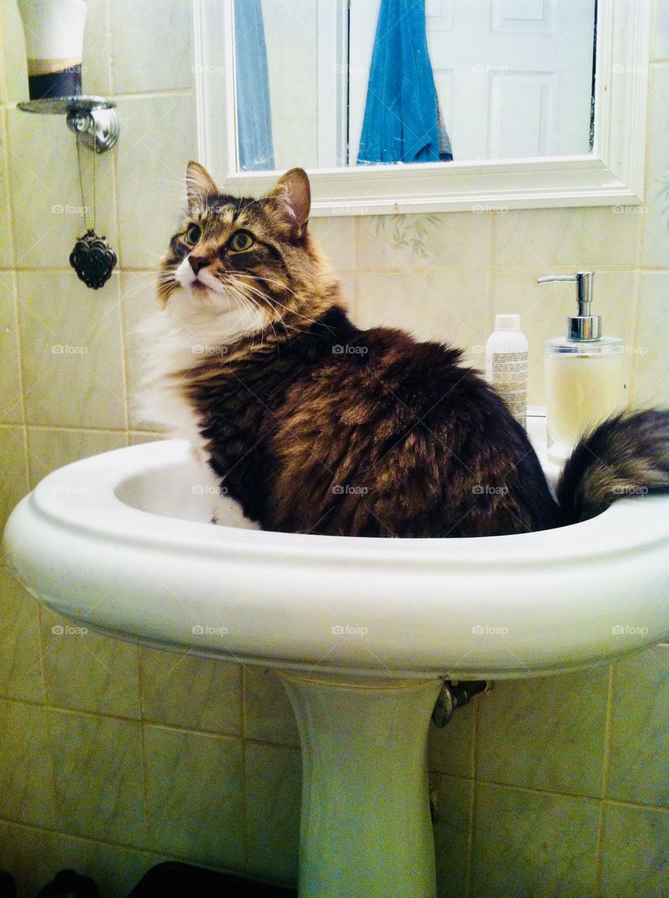 Cat in the sink 