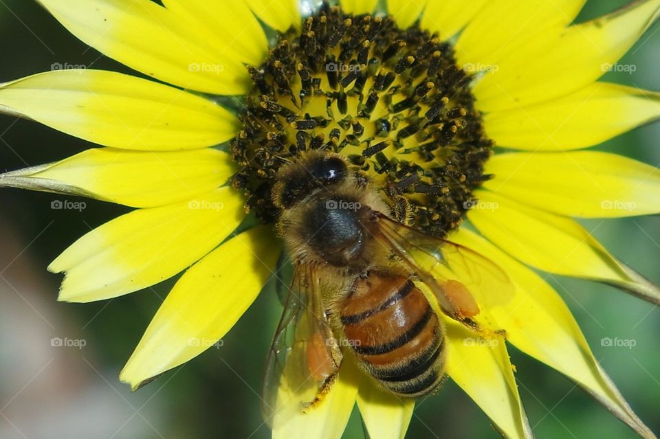 Bee on a flower with nectar on its legs