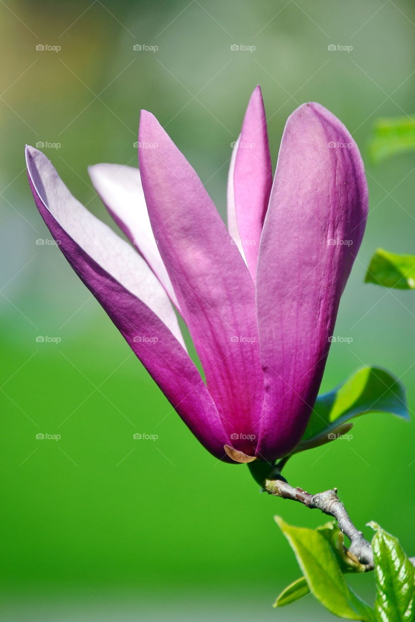 pink flower