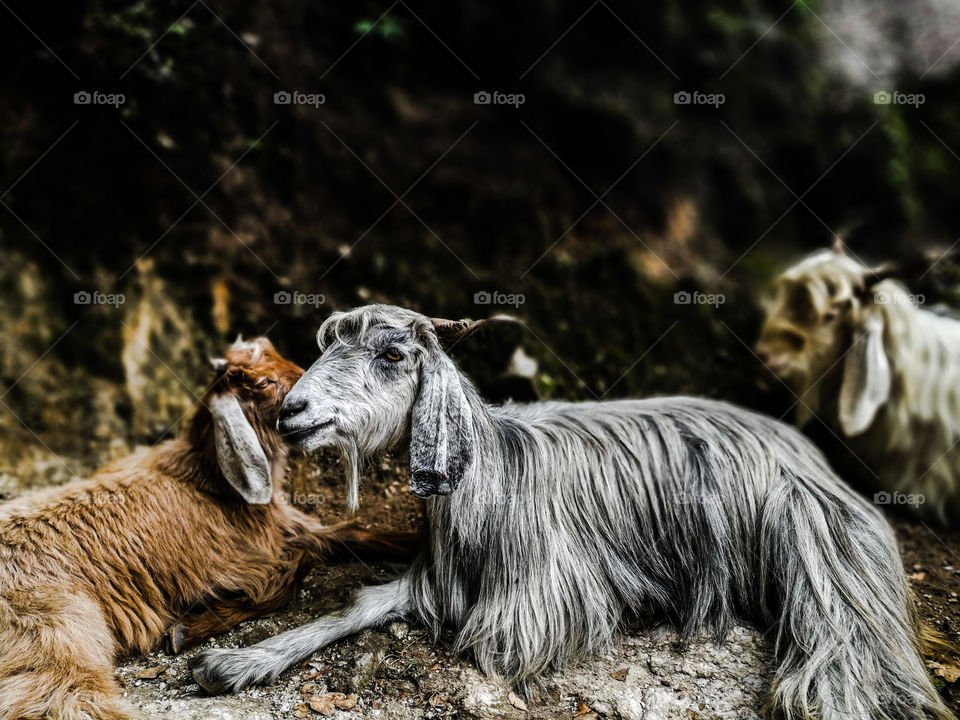 Cute Goats sitting in the field