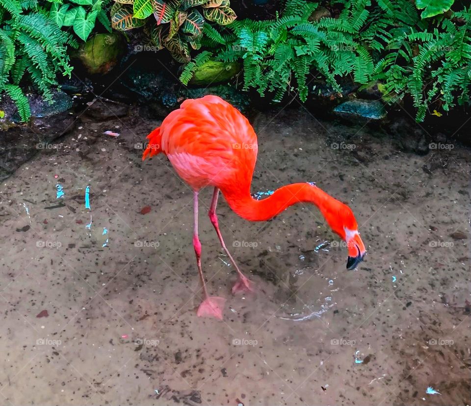 FLAMINGO 