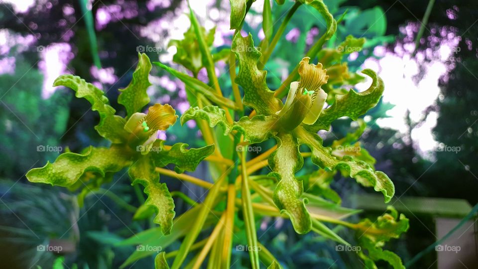 green orchid