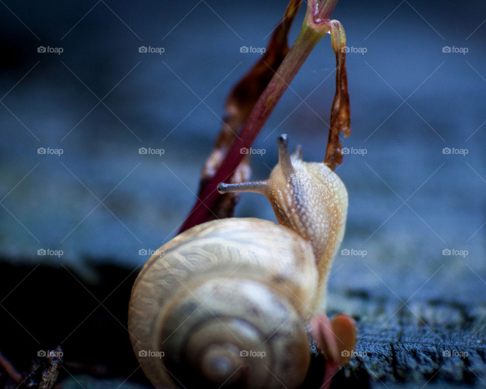 Snail noms!!!