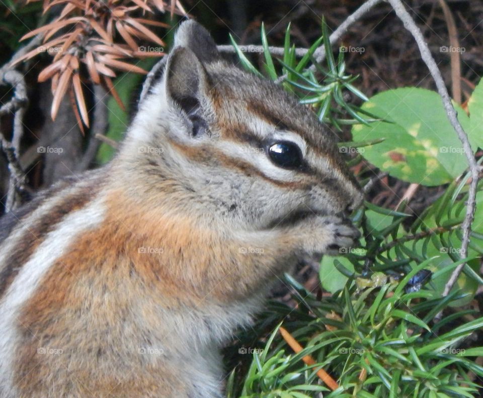 A chipmunk finding something to munch on.