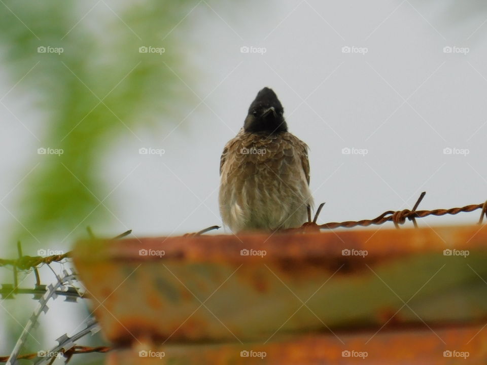 Red Vented bulbul Bird photography - Sitting and looking Bird in nature.