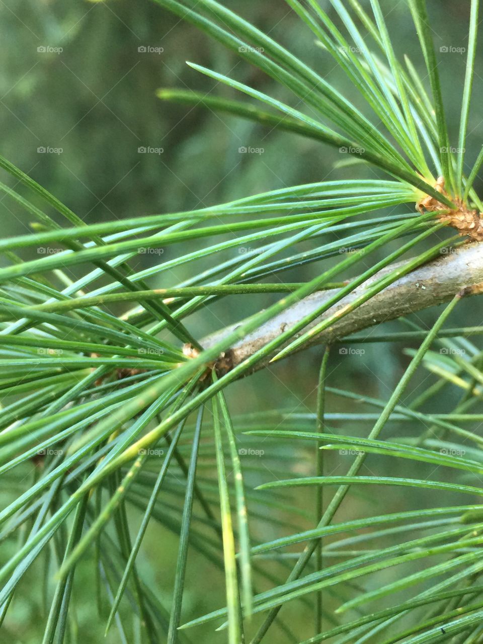 Pine tree 