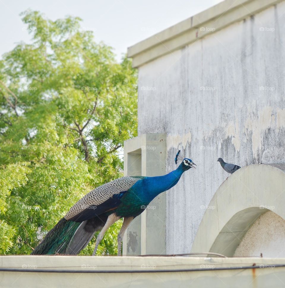 Birds Talking