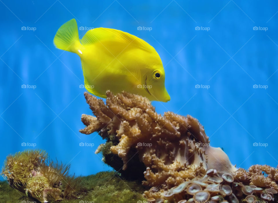 Yellow tang