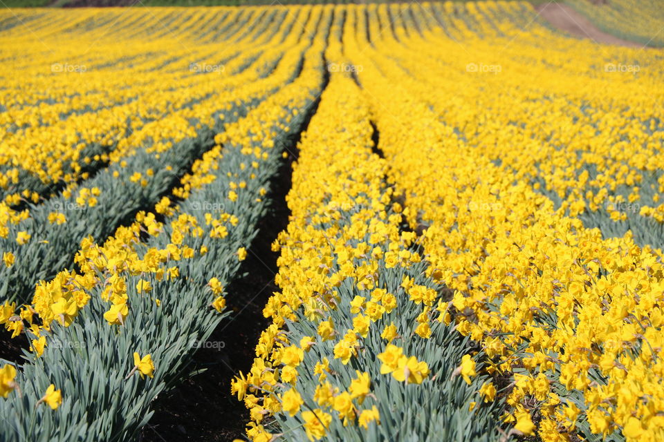 Spring in 2019 marked with daffodils blooming in the fields