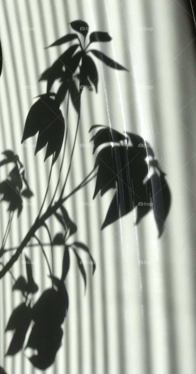 Shadow reflection leaves plant Venetian 