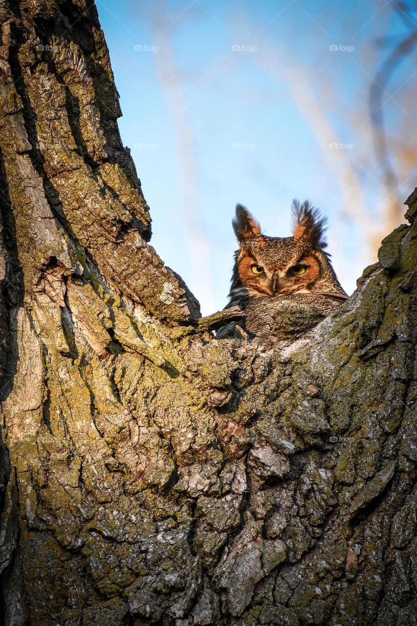 A female, great horned owl sits in a tree on her nest as the evening sun causes her yellow eyes to glow