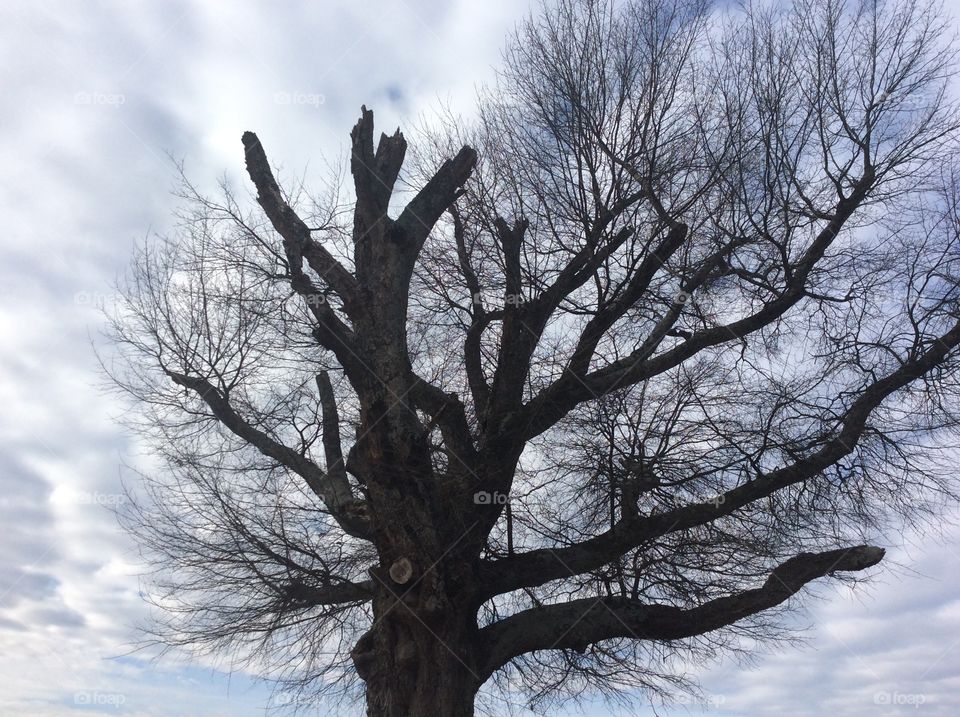 Winter tree