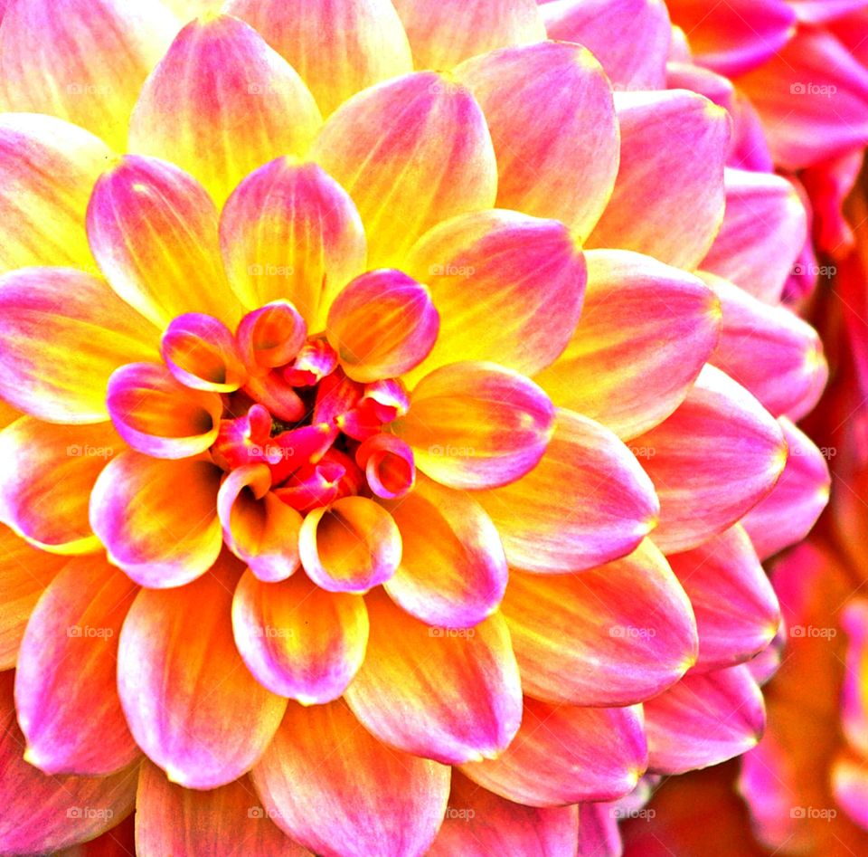 I love these colors - Foap Missions - A beautifully colored and magnificent dahlia flower head expels its radiant beauty