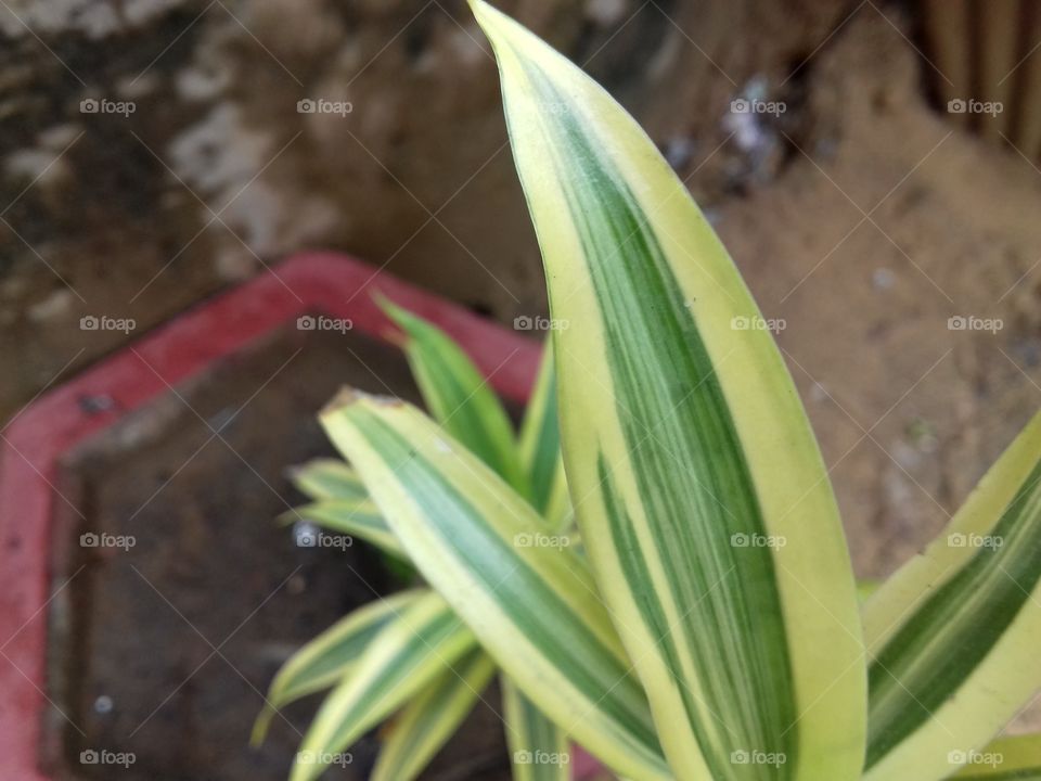 wow! Best blur photography of green plants in garden and park.