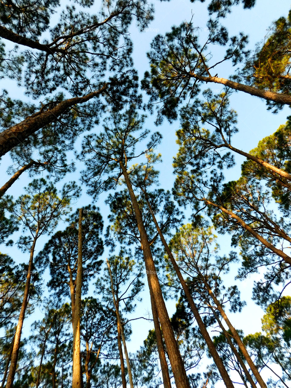 A Forest in every season! The forest's smell was fresh and organic! You could hear rustling as the wildlife scattered as the twigs were crunching under my feet. The trees were the towers of the forest. There are forests for all four seasons which display their own individual characteristics!