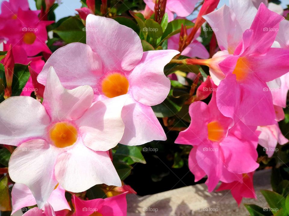 Flowers#plants#vegetation#nature#colors#garden#pink