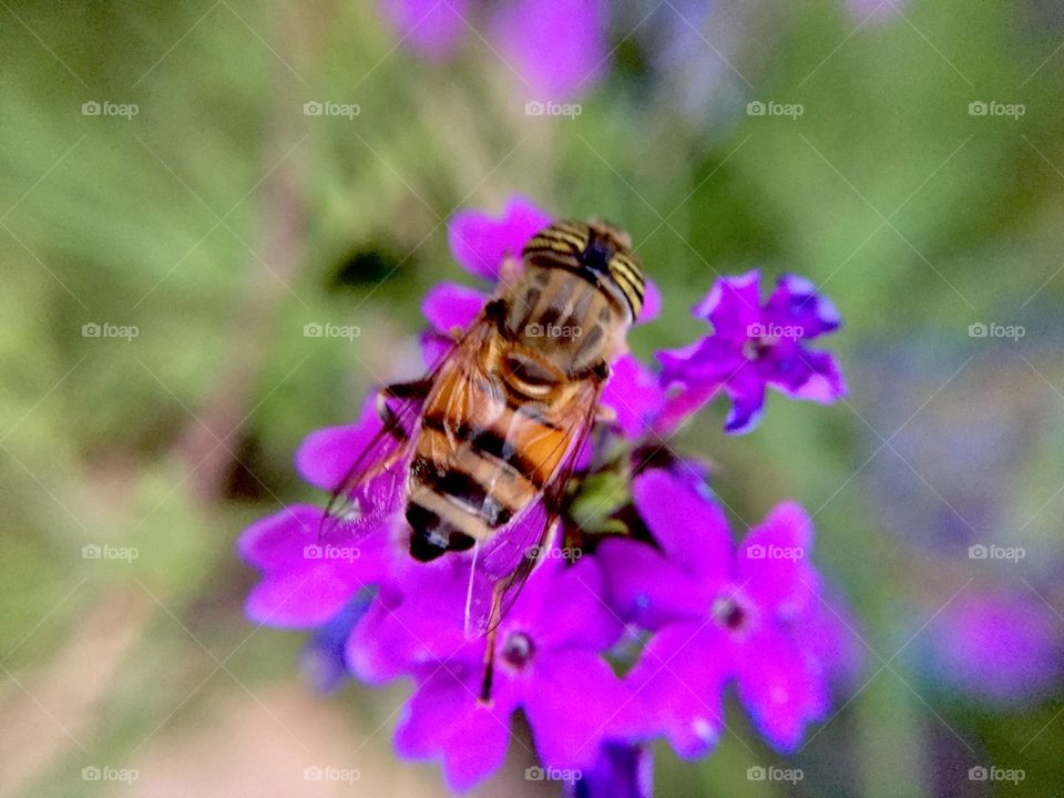 Flowers on flowers and violet