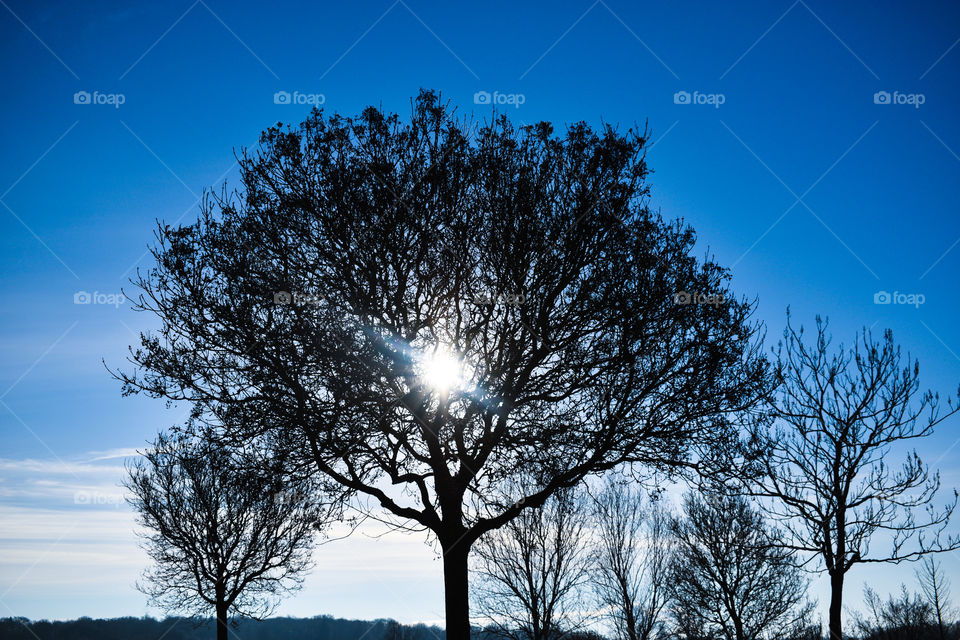 Tree in blue background 