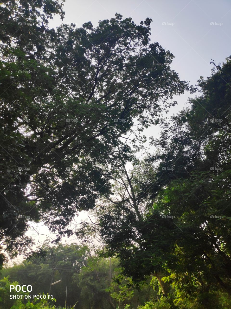 A beautiful trees, Fair weather