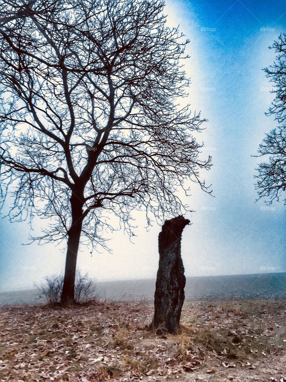 Freeze tree 