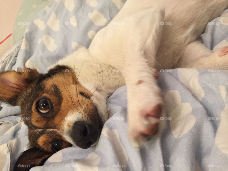 Mammal, Dog, Cute, Portrait, Canine