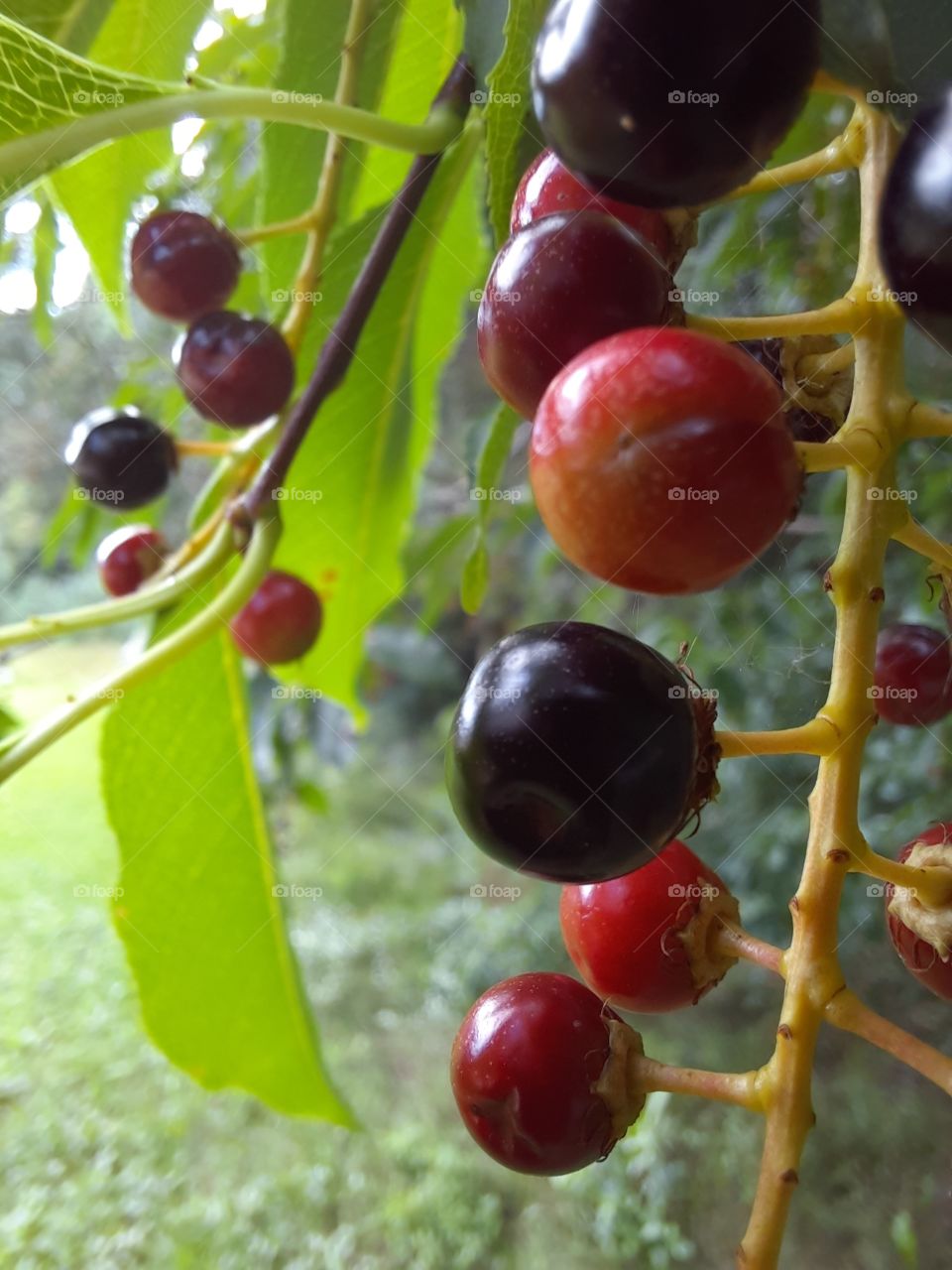 berries