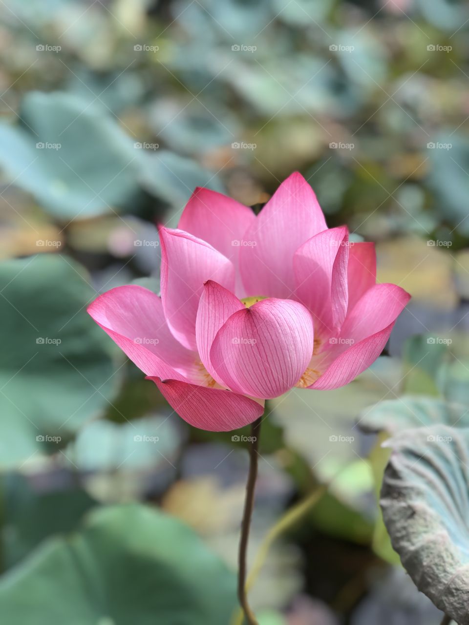 Single lotus flower in a pond 