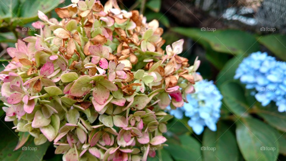 Florezinhas muito belas em variadas misturas de cores suaves.