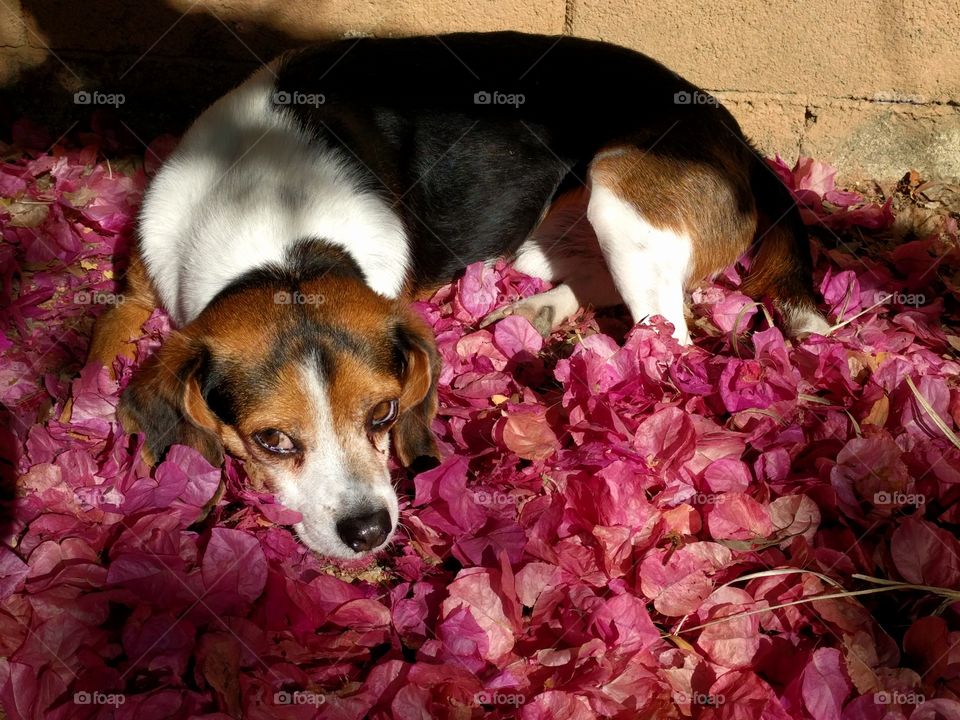 Dog on petals in the backyard.