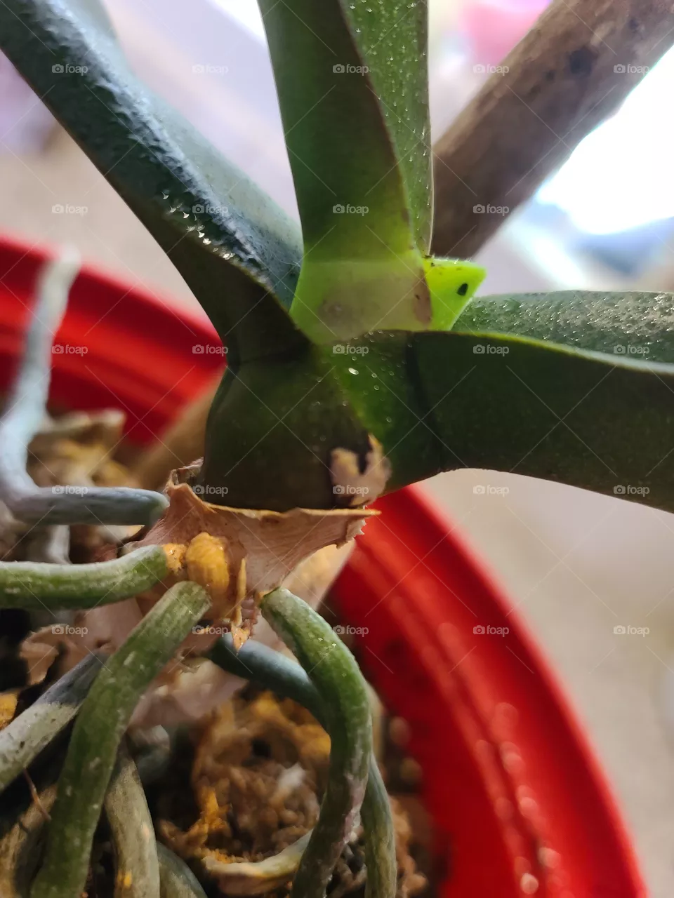 Orchid Leaf Sprout - Retoño de hoja de orquidea 