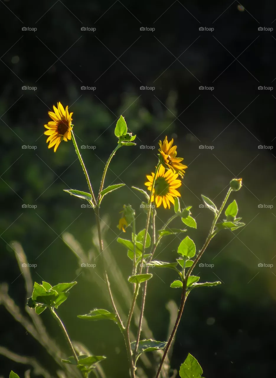 Wild Sunflowers at Golden Hour