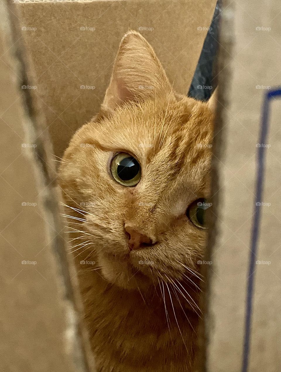 A cute orange tabby cat sitting in a large cardboard box