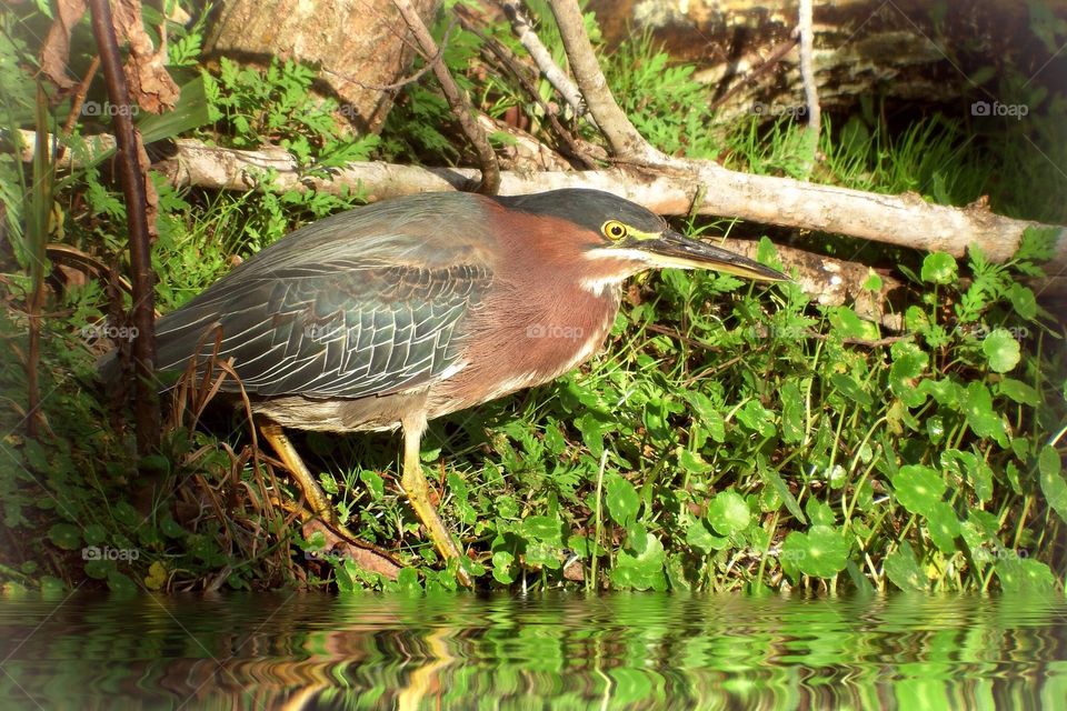 Green Heron