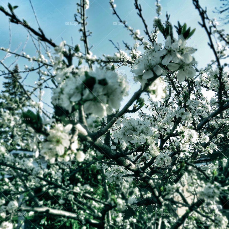 Springtime in my yard Prune tree in bloom