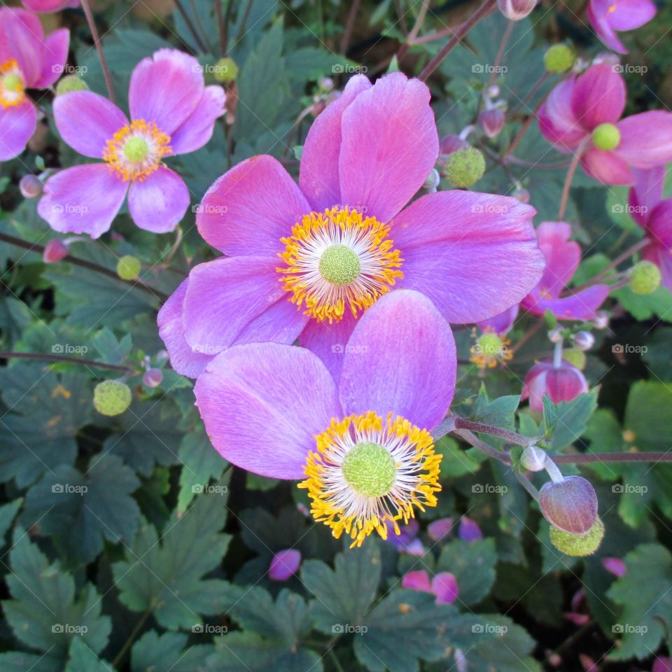 Purple flowers blooming at outdoors