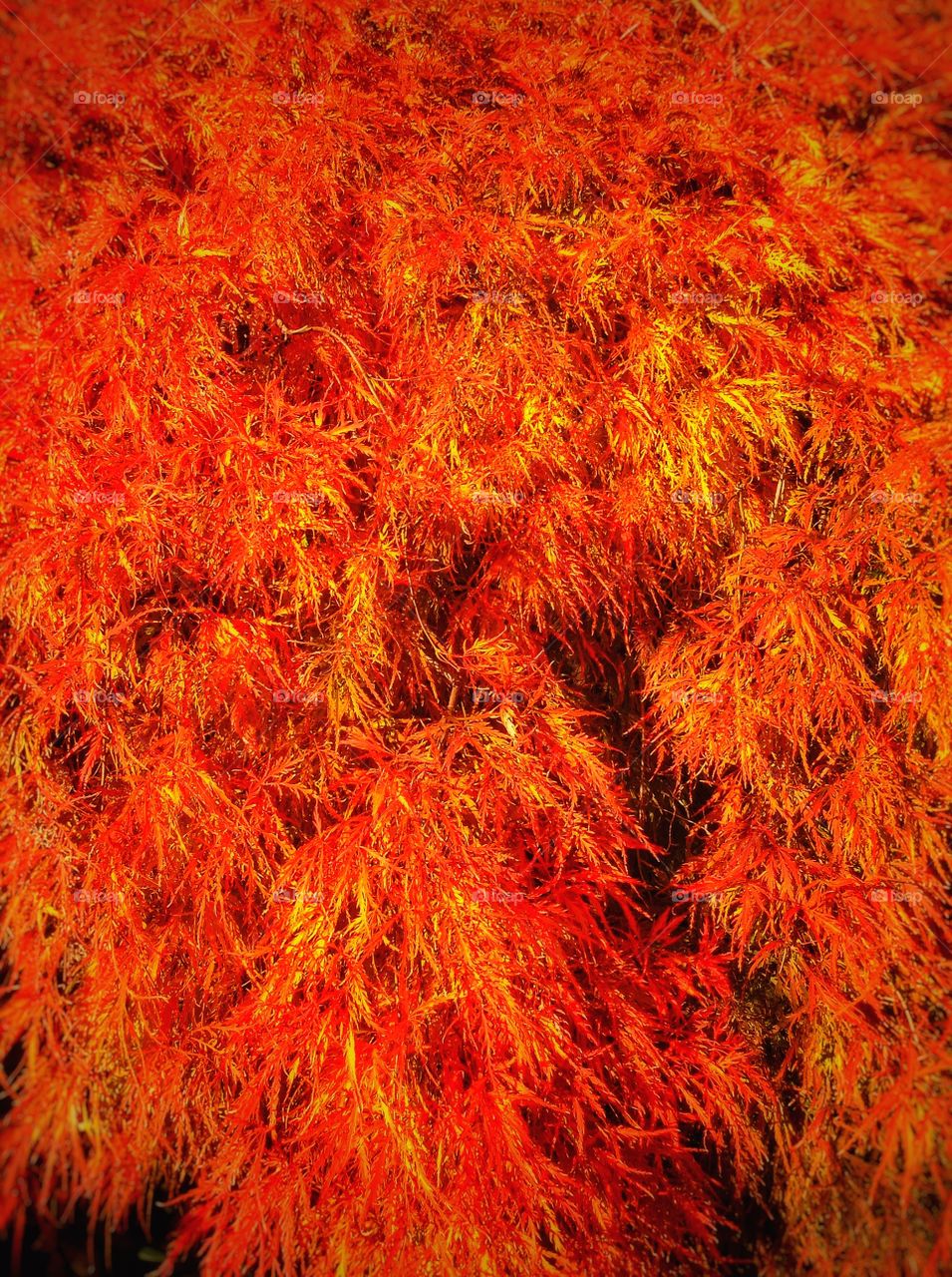 Japanese maple tree. Bright red maple tree in autumn...