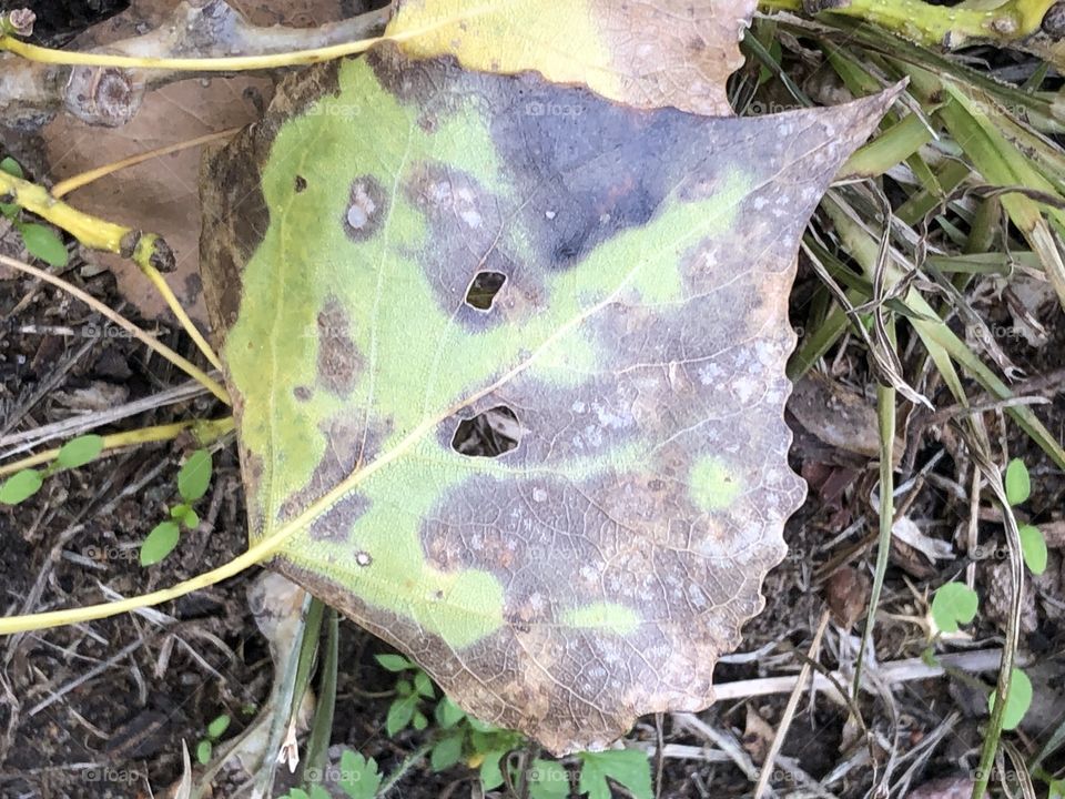 Green and brownish leaf