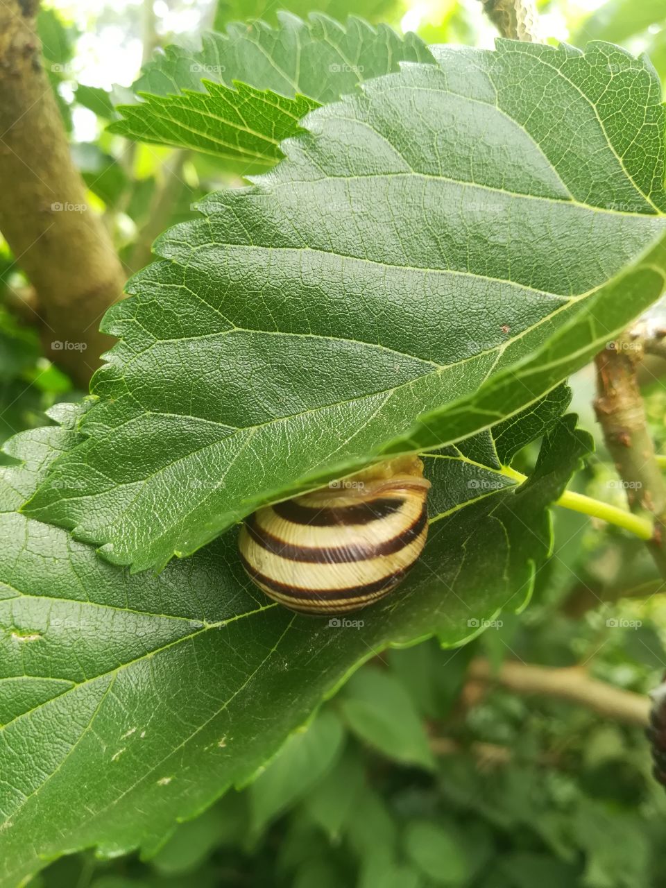 Magic snail