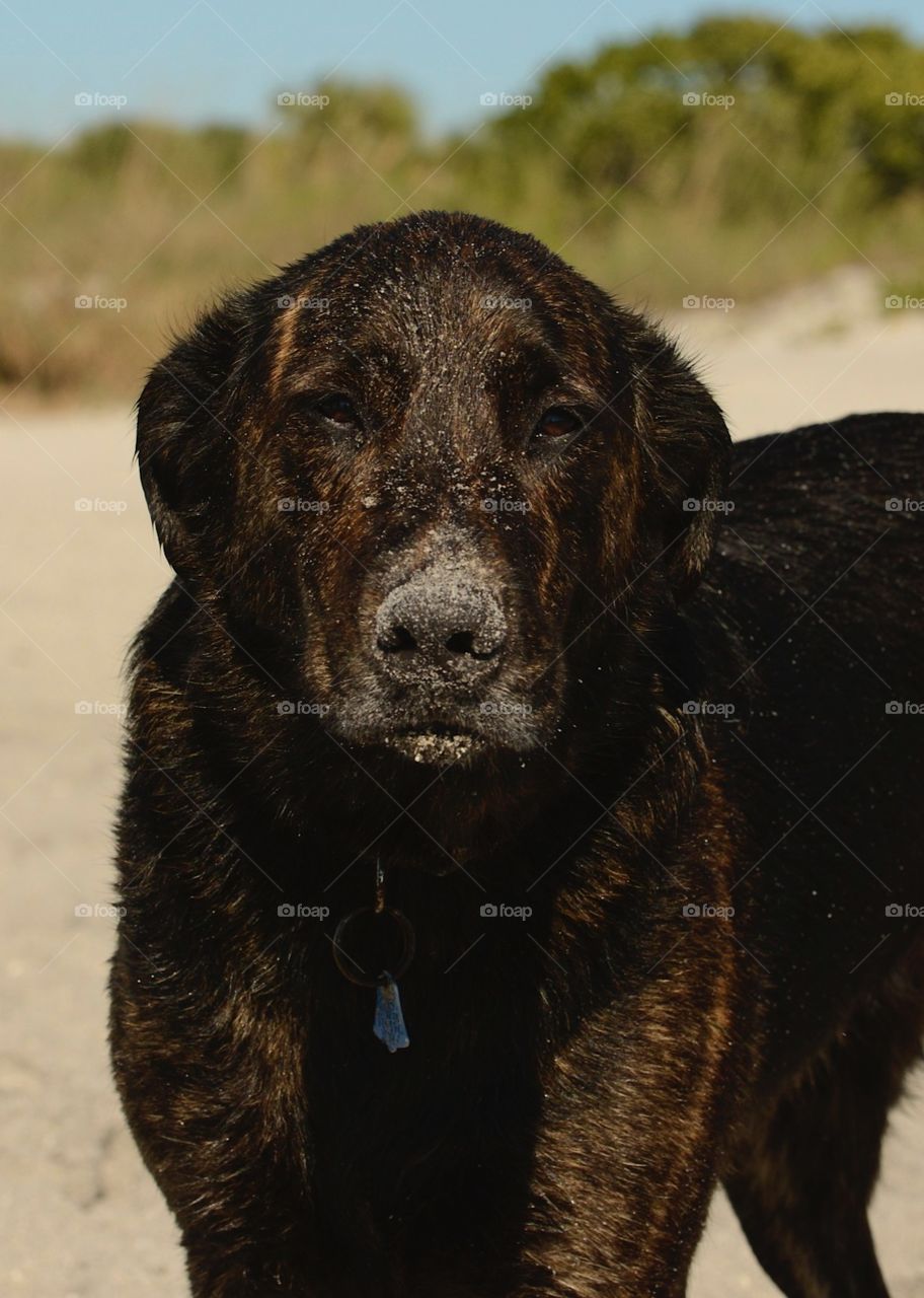Dog in Venice beach. 