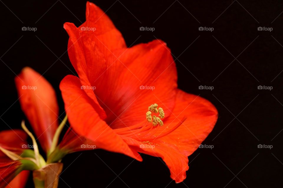 Beautiful flowers in bloom