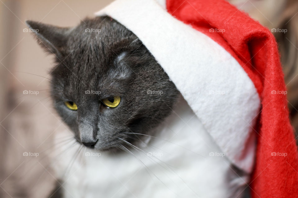 gray cat in Santa hat